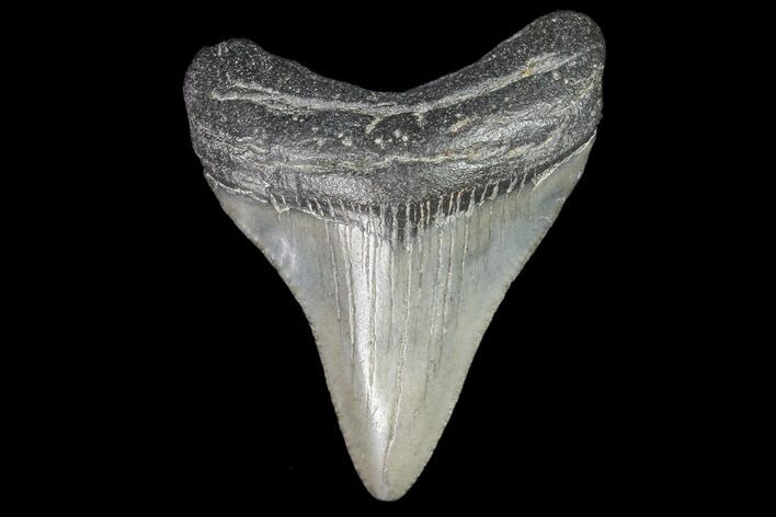 Juvenile Megalodon Tooth - Georgia #101374